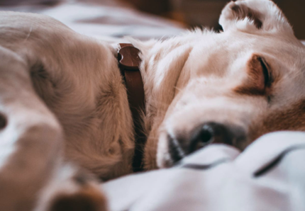 Far felice il cane, secondo consiglio